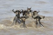 Blue wildebeest crossing a river - East Africa 