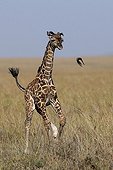 Young Giraffe running in the savannah - East Africa