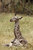 Young Giraffe lying in savannah - East Africa 