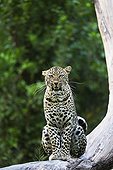 Leopard on a branch - East Africa 