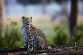 Young Leopard on a branch - East Africa 