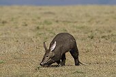 Aardvark in Savannah - East Africa 