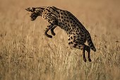 Serval hunting in tall grass - East Africa 