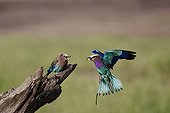 Lilac-breasted Roller feeding - East Africa 