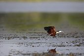 African Jacana running on water - East Africa