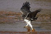 Martial Eagle in water - East Africa 