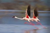 Lesser Flamingos flying away - East Africa 