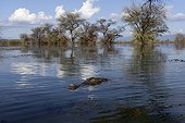 Nile crocodile on the surface - East Africa 