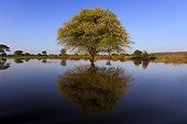Tree and its reflection at dawn - East Africa 