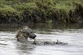 Spotted hyena bathing - East Africa