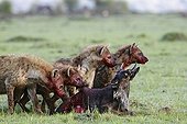 Spotted hyenas eating a wildebeest young - East Africa