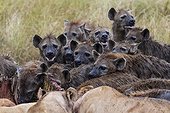 Spotted hyenas and lions on carcass - East Africa