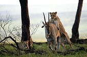 Lioness capturing a Cape Eland - East Africa 