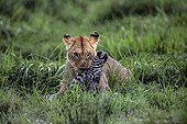 Lioness stifling a Zebra - East Africa