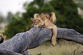 Lioness lying on a branch - East Africa 