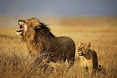 Couple Lions in Savannah - East Africa 