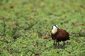 African Jacana warming his chicks - East Africa 