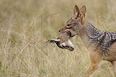 Black-backed jackal carrying prey - East Africa 