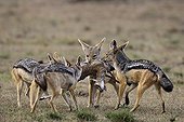 Black-backed jackals eating a prey - East Africa 