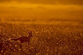 Black-backed jackal at dusk - East Africa 