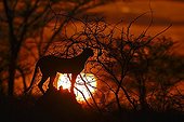 Cheetah at sunrise - East Africa