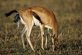 Birth of Thomson's Gazelle - East Africa 