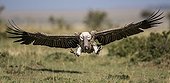 African White-backed Vulture in flight  - East Africa 