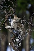 Young Leopard on a branch - East Africa 