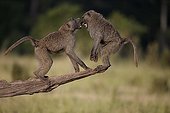 Anubis baboons on a branch - East Africa 