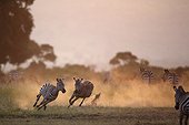 Grant's Zebras running at dusk - East Africa 
