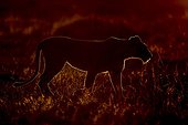 Lioness walking at dusk - East Africa 