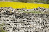 Mur de pierres sèches et champ de Colza en fleurs - Espagne