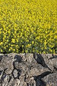 Mur de pierres sèches et champ de Colza en fleurs - Espagne