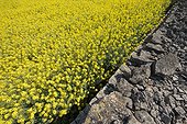 Mur de pierres sèches et champ de Colza en fleurs - Espagne