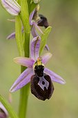 Bertoloni's Ophrys flowers - Montseny NP Spain