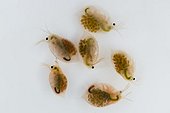 Freshwater water fleas females with viviparous offspring