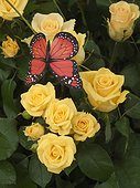 Cardboard butterfly placed over a group of yellow roses