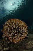Crown of thorn Sea Star on reef - New Caledonia