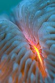 Mushroom coral detail - New Caledonia