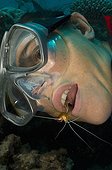 White-banded Cleaner Shrimp on Diver's mouth - New Caledonia