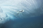 Surfers diving through large wave - Tavarua  Viti Levu  Fiji
