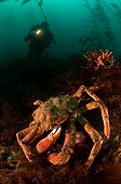 Antarctic crab and diver - Enderby Island  New Zealand