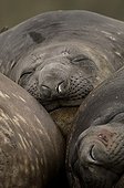Elephant seal females sleeping - Maquarie Island  Australia