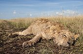 Dead lion cub on the savannah - East Africa 