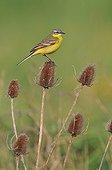 Ashy-headed wagtail male on Teasel - Marais Breton France  ; Male singing on his post