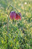 Common Fritillary flowers - France