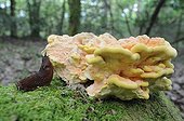 Red slug eating a mushroom in the woods - France 