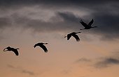 Common Cranes in flight at dawn - France 