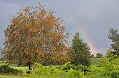 Rowan and rainbow -  France ; Plateau de Millevaches