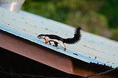 Prevost' squirrel on a roof - Taman Negara Malaysia